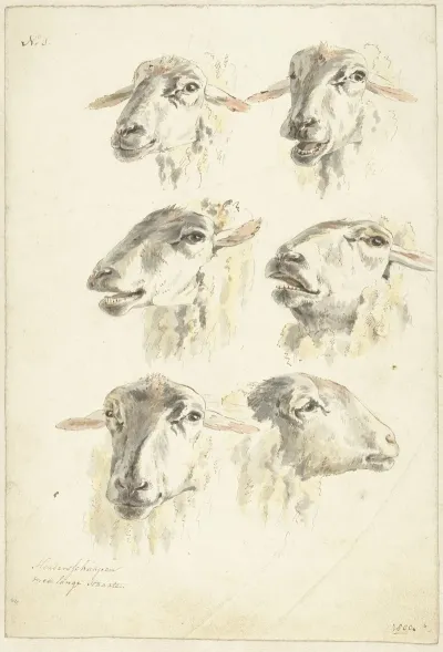 Studieblad Met Zes Schaapskoppen