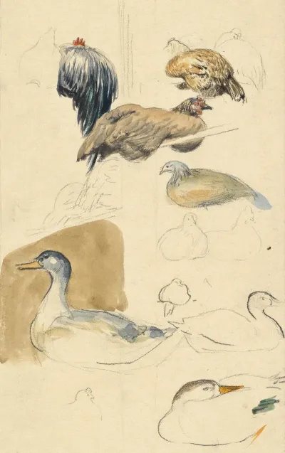 Studien Von Enten Und Huhnern