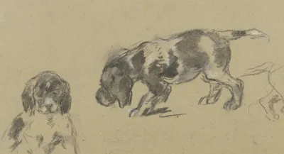Studienblatt Junge Jagdhunde