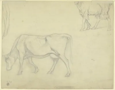 Studienblatt Kuh Und Schaf