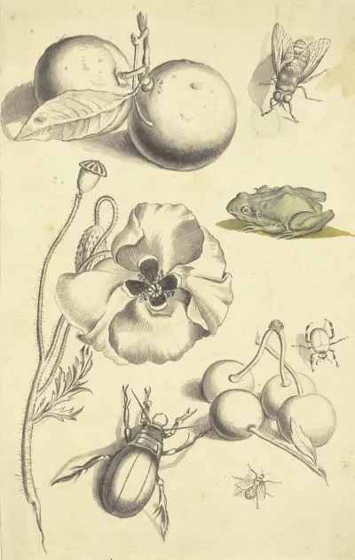 Studienblatt Mit Einer Mohnblume Pflaumen Kirschen Zwei Kafern Einer Fliege Einer Biene Und Einem Frosch