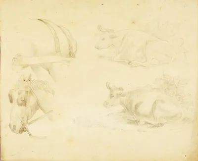 Studies 2 Cows Horse