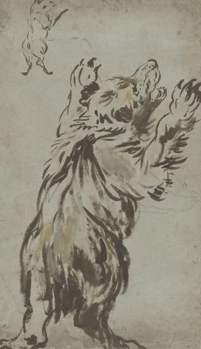 Studies Of A Bear