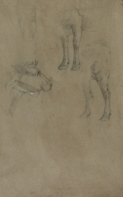 Studies Of A Bull