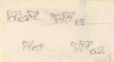 Studies Of A Cattle