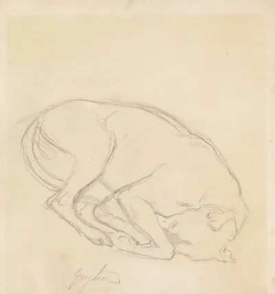 Studies Of A Chin A Sleeping Dog Annotated Greyhound