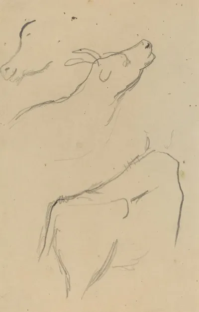 Studies Of A Cow Verso