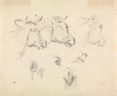 Studies Of A Cows Head