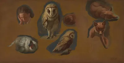 Studies Of A Fox A Barn Owl A Peahen And The Head Of A Young Man