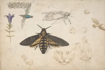 Studies Of A Gentian Moth Birds Cats Interlacing Motif And Greek Frets