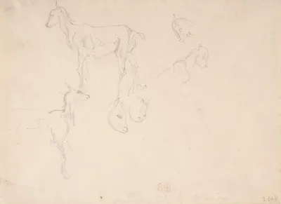 Studies Of A Goat