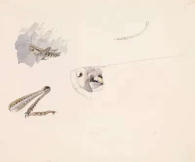 Studies Of A Grasshopper Body Head And Leg