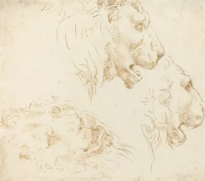 Studies Of A Lions Head