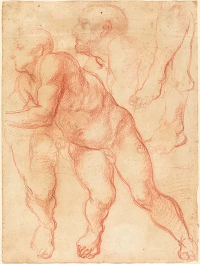 Studies Of A Male Nude