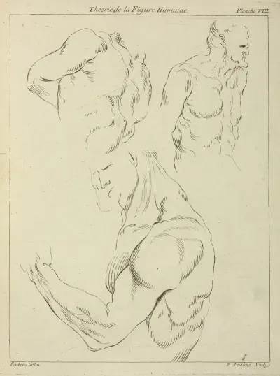Studies Of A Mans Chest Biceps And Shoulders