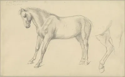 Studies Of A Pony