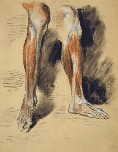 Studies Of A Right Leg