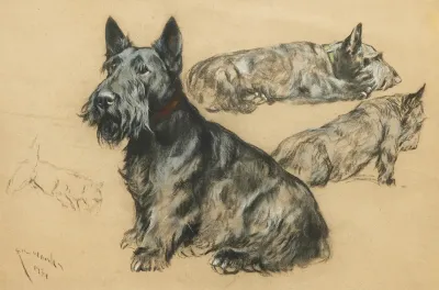 Studies Of A Scottish Terrier
