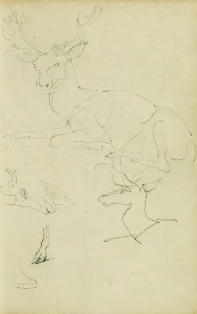 Studies Of A Seated Stag A Fawn A Goat Head