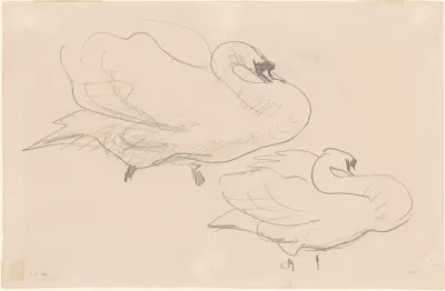 Studies Of A Swan
