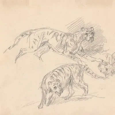 Studies Of A Tiger