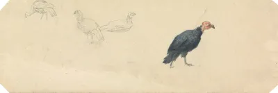 Studies Of A Turkey
