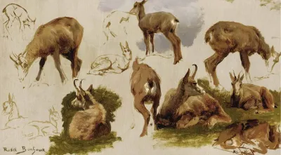 Studies Of An Isard