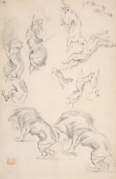 Studies Of Animals 2
