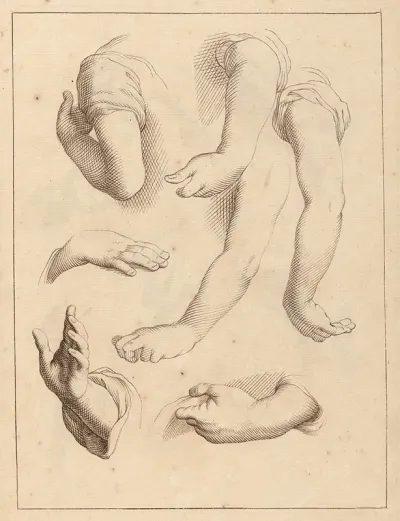 Studies Of Arms And Hands