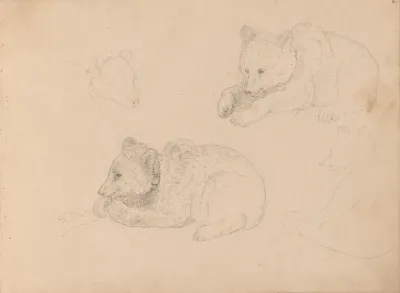 Studies Of Bear Cubs