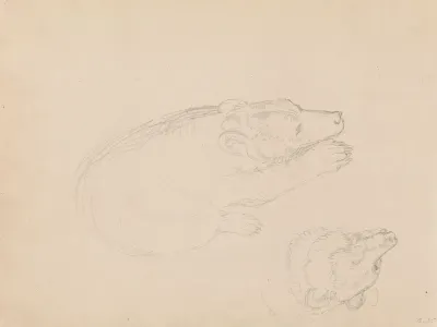 Studies Of Bears