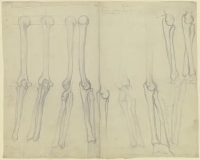 Studies Of Bones