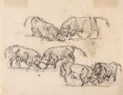 Studies Of Bull Fighting