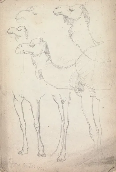 Studies Of Camels Lahore 17 February 1860