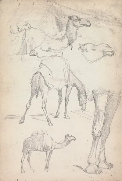 Studies Of Camels