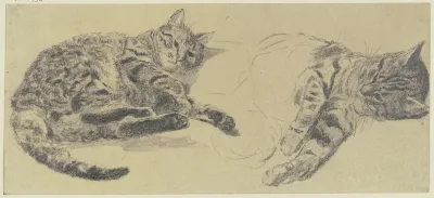 Studies Of Cats