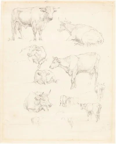 Studies Of Cattle 2