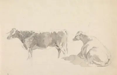 Studies Of Cattle 4
