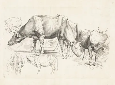 Studies Of Cattle 5