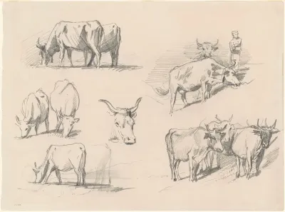 Studies Of Cattle