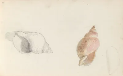 Studies Of Conch