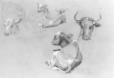 Studies Of Cows And Calves