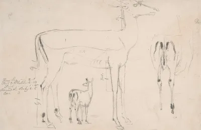 Studies Of Deer Three On On Sheet