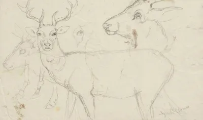 Studies Of Deer