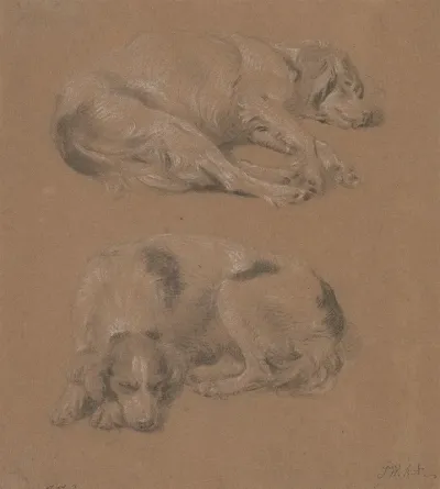 Studies Of Dogs Lying Down