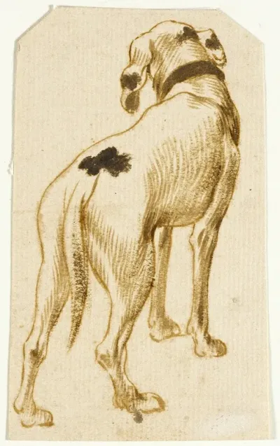 Studies Of Dogs