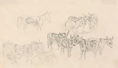 Studies Of Donkeys