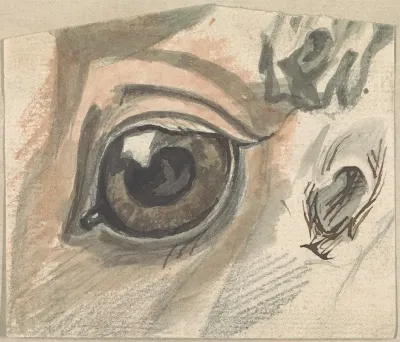 Studies Of Facial Features Of A Horse