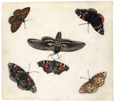Studies Of Five Butterflies And A Hawk Moth