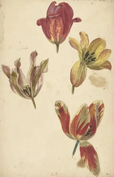 Studies Of Four Tulips